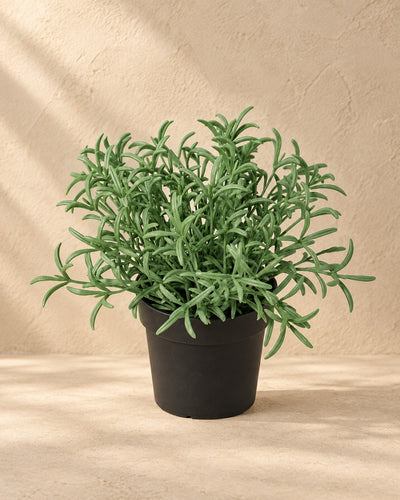 Plante artificielle Helichrysum Italicum, 18 cm de haut en pot de 9 cm