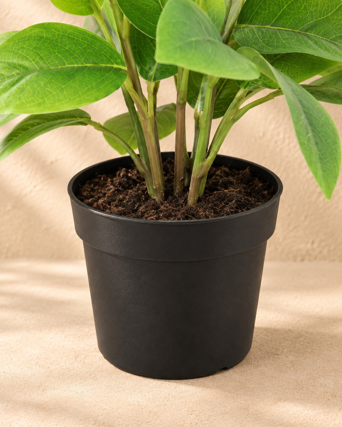 Lower part of the Artificial plant Hoya green (Hoya sp.) with its pot
