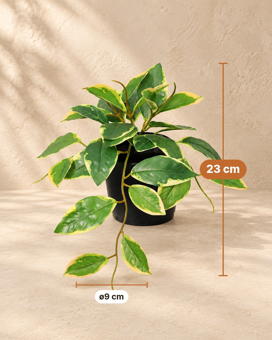 Kunstplant Hoya Variegata 23cm - ø9