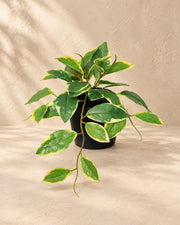 Kunstplant Hoya Variegata (Hoya carnosa) van 23 cm hoog in pot van 9 cm