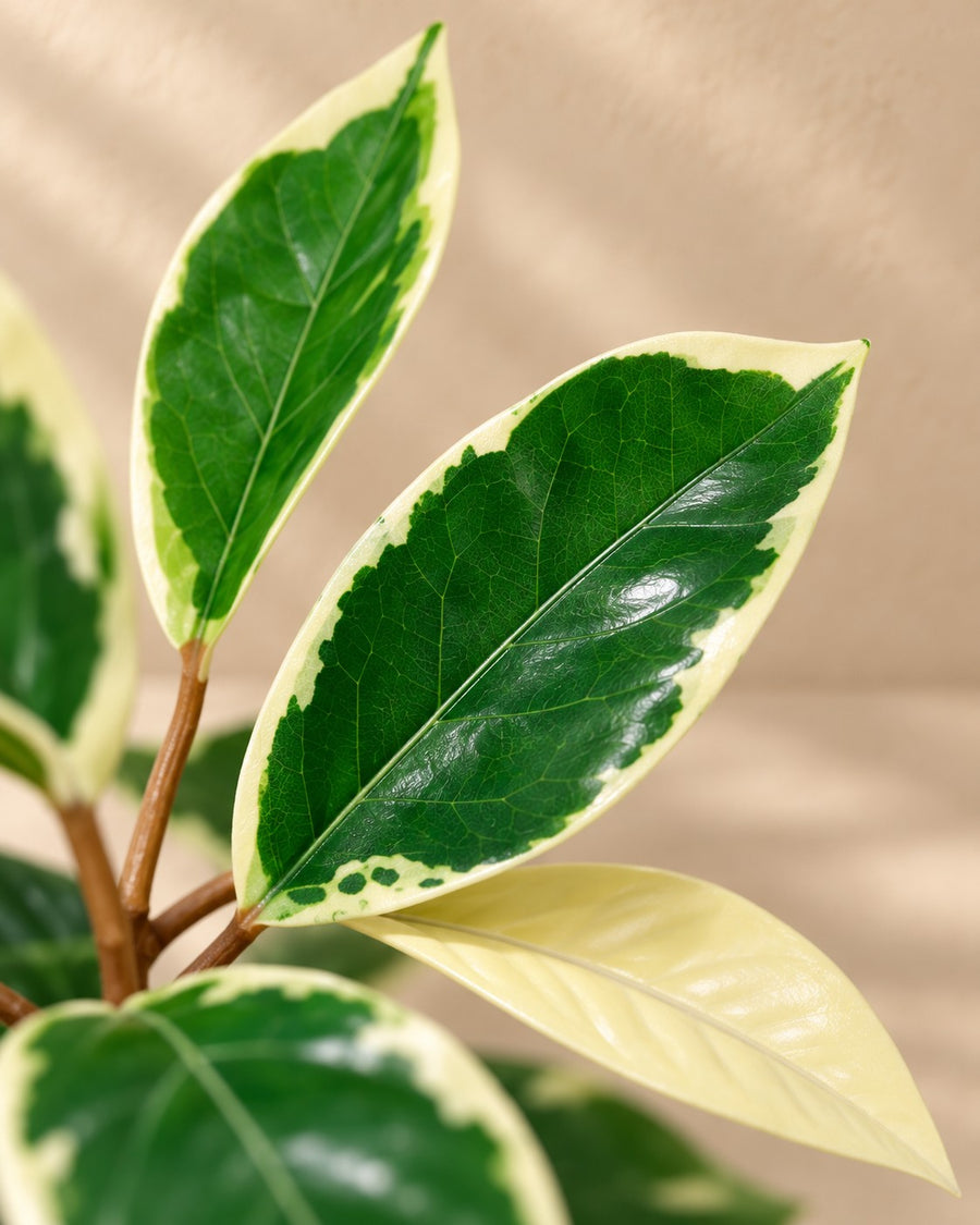 Kunstpflanze Hoya Variegata 25cm - ø9