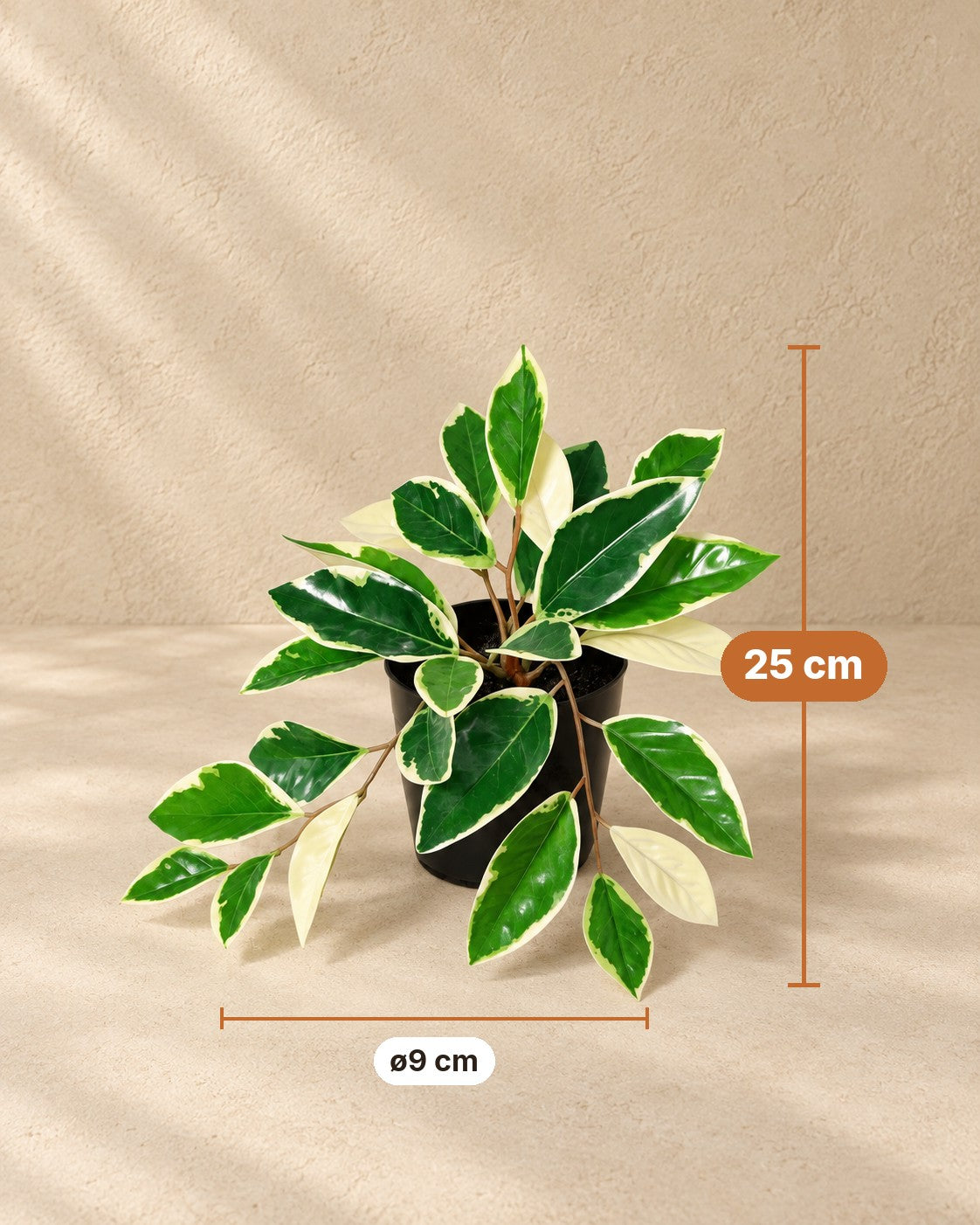 Maße Kunstpflanze Hoya Variegata: 25 cm hoch, Topf ø9 cm