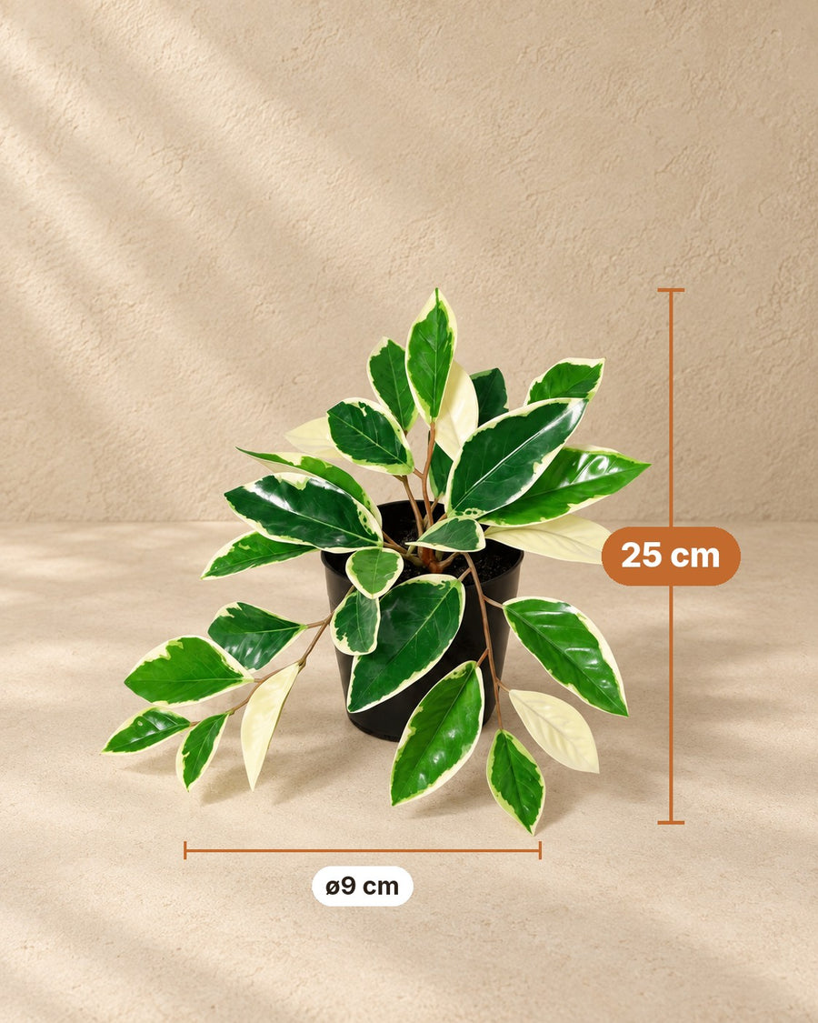 Kunstpflanze Hoya Variegata 25cm - ø9