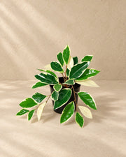 Kunstpflanze Hoya Variegata (Hoya carnosa), 25 cm hoch im Topf von 9 cm