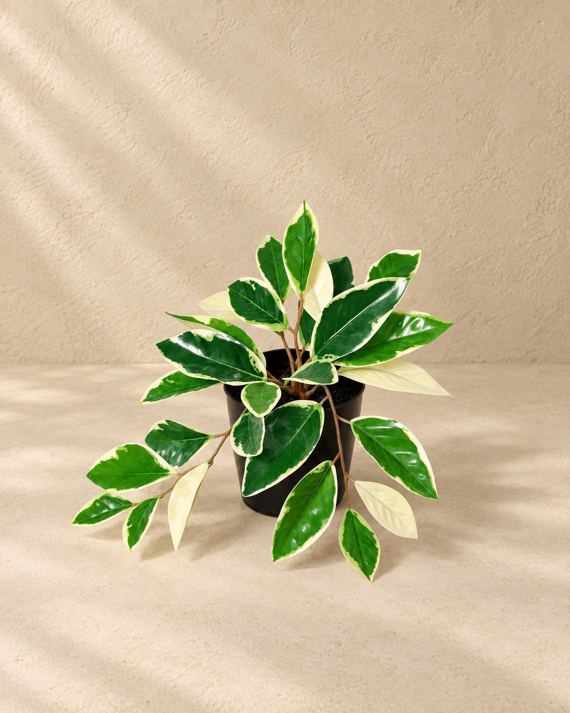 Kunstpflanze Hoya Variegata (Hoya carnosa), 25 cm hoch im Topf von 9 cm
