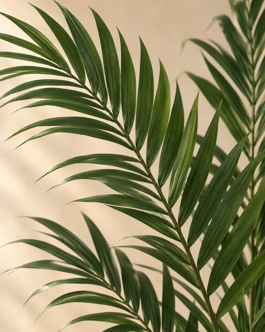 Palmera kentia artificial (Howea forsteriana), 150 cm de altura