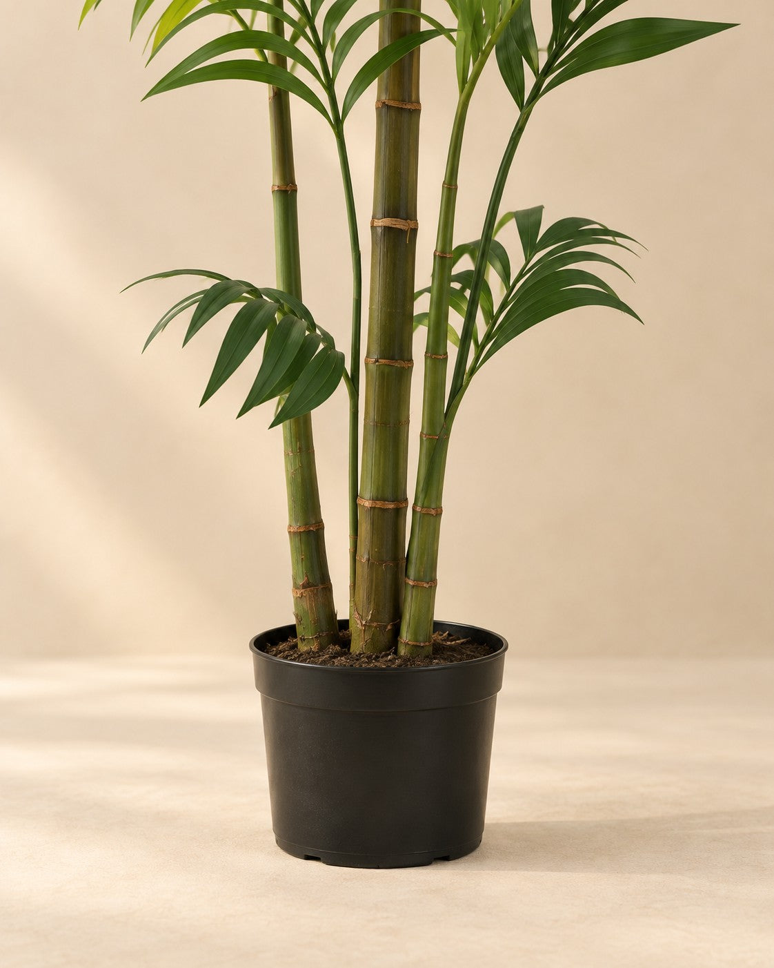 Parte inferior de Palmera kentia artificial (Howea forsteriana) con su maceta