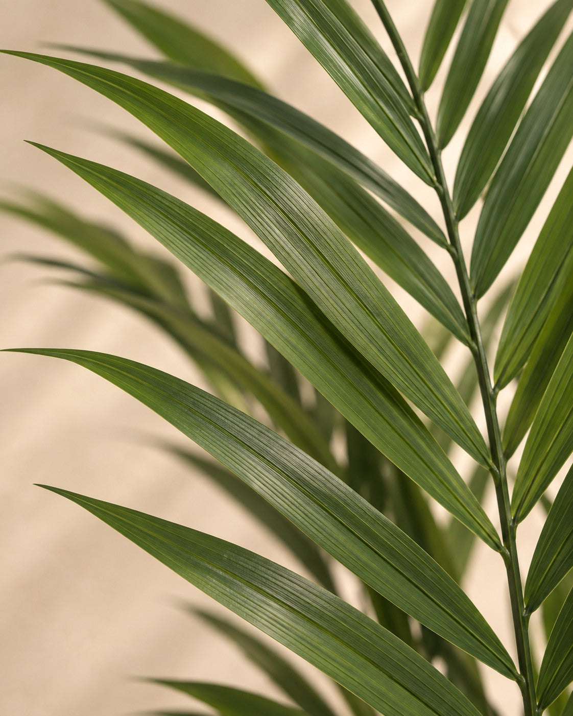 Close-up van het blad van de Kunstplant Kentiapalm (Howea forsteriana)