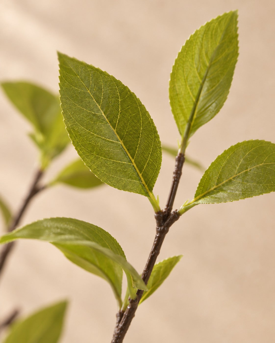 Zbliżenie liści Sztuczna roślina kwiat wiśni (Prunus sp.)