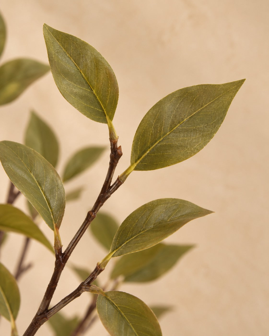 Close-up van het blad van de Kunstplant kersenbloesem (Prunus sp.)
