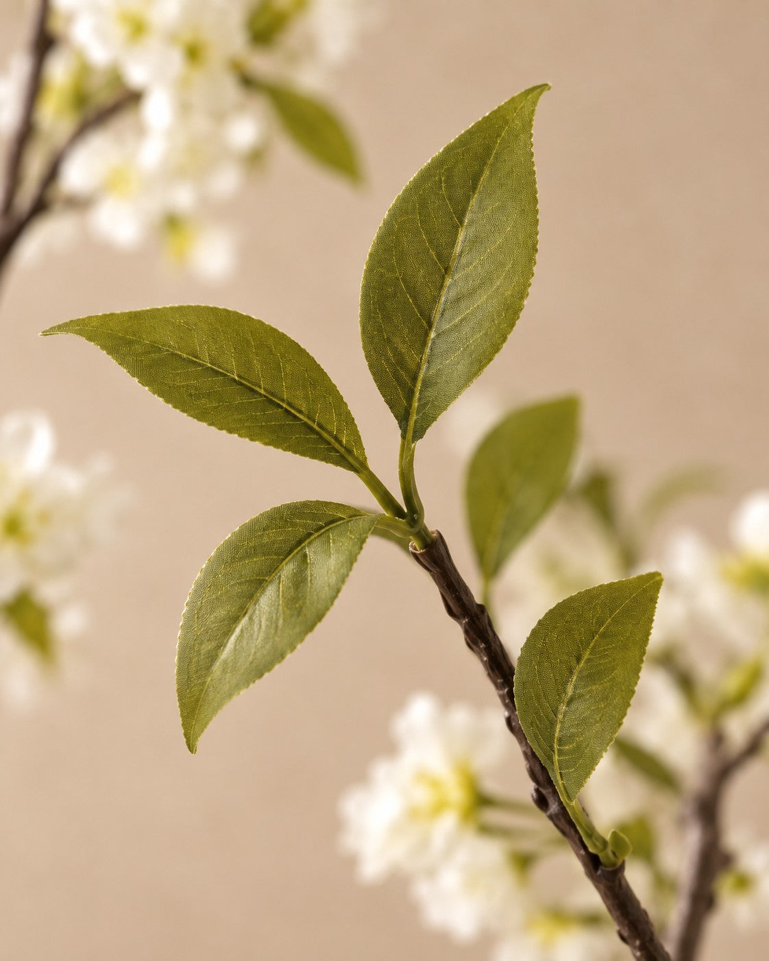 Close-up van het blad van de Kunstplant kersenbloesem (Prunus sp.)