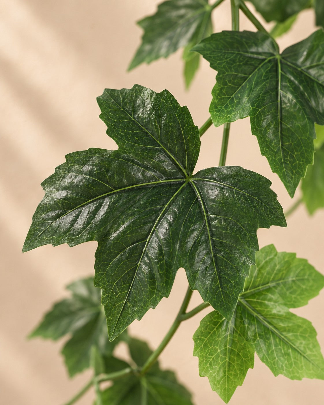 Close-up van het blad van de Kunstplant Klimop hangend (Hedera helix)