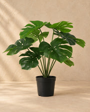Planta artificial Monstera deliciosa con maceta blanca, 50 cm de altura en maceta de 15 cm