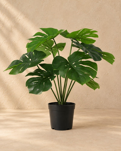 Planta artificial Monstera deliciosa con maceta blanca, 50 cm de altura en maceta de 15 cm
