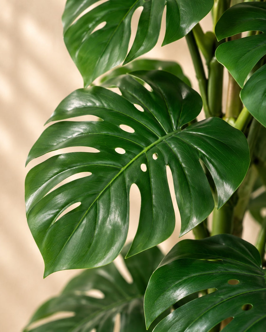 Plante artificielle Monstera Feuille de Singe 125cm - ø18