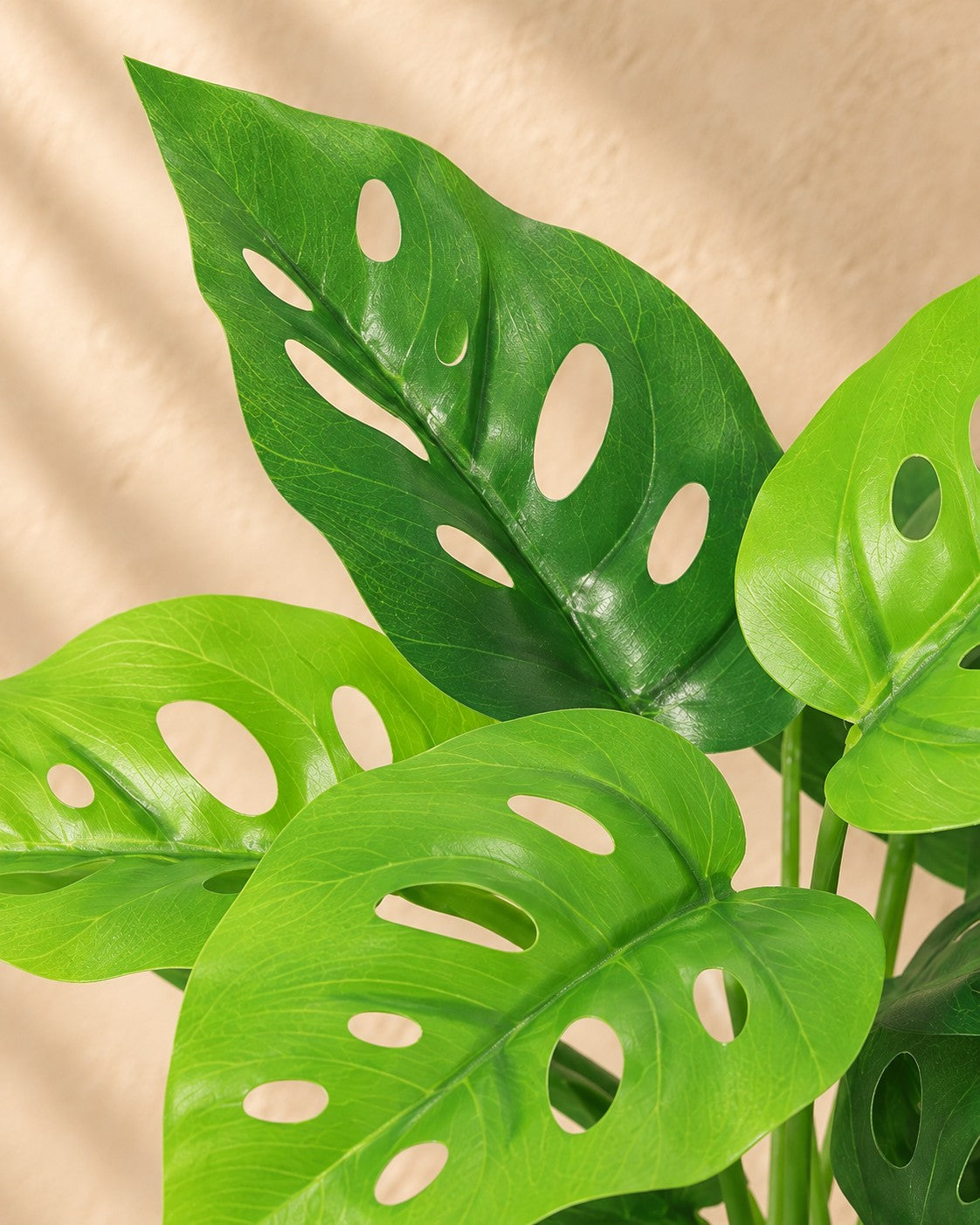 Close-up van het blad van de Kunstplant Monstera Monkey Leaf (Monstera adansonii)
