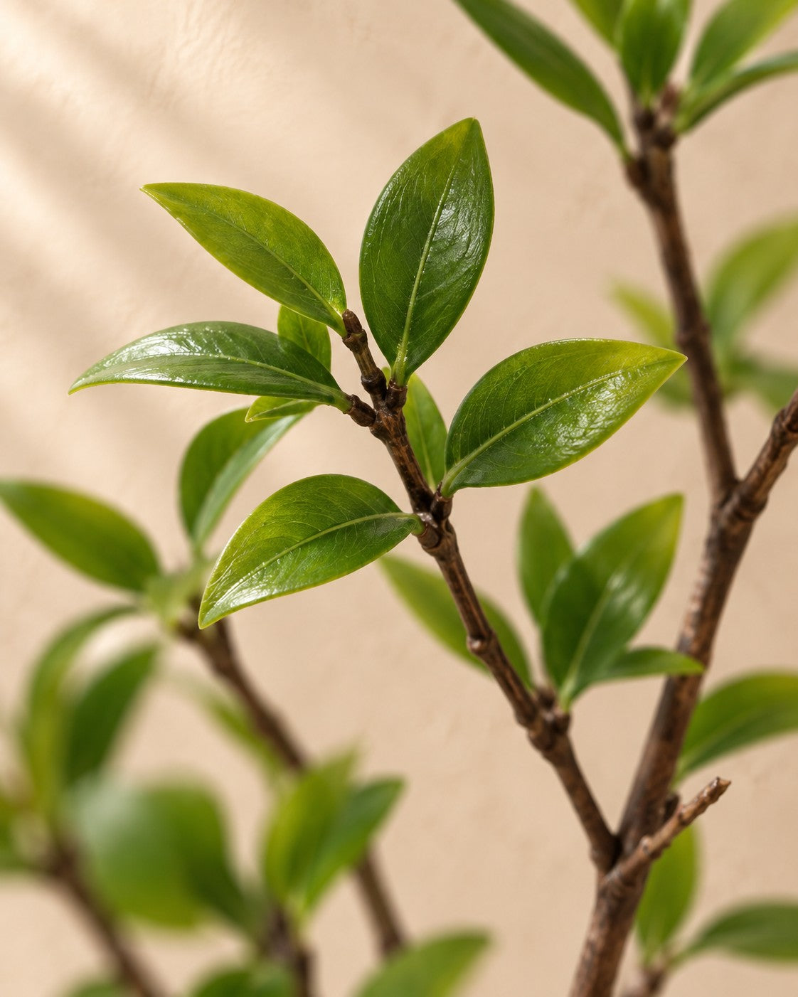 Close-up van het blad van de Kunstplant Myrtus (Myrtus communis)