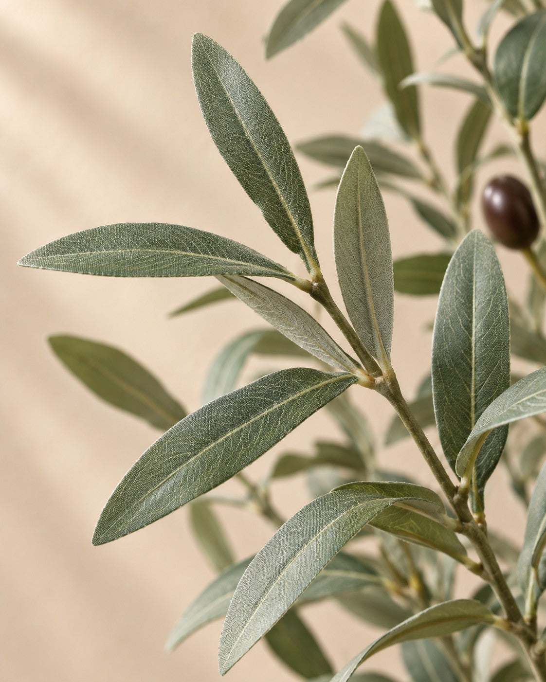 Close-up van het blad van de Kunstplant olijfboom (Olea europaea)