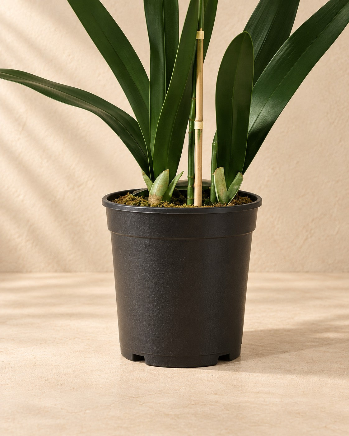 Dolna część Sztuczna roślina Orchidea Phalaenopsis w zestawie z doniczką (Phalaenopsis sp.) z doniczką