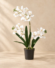 Sztuczna roślina Orchidea Phalaenopsis w zestawie z doniczką (Phalaenopsis sp.), wysokość 71 cm, w doniczce 17 cm