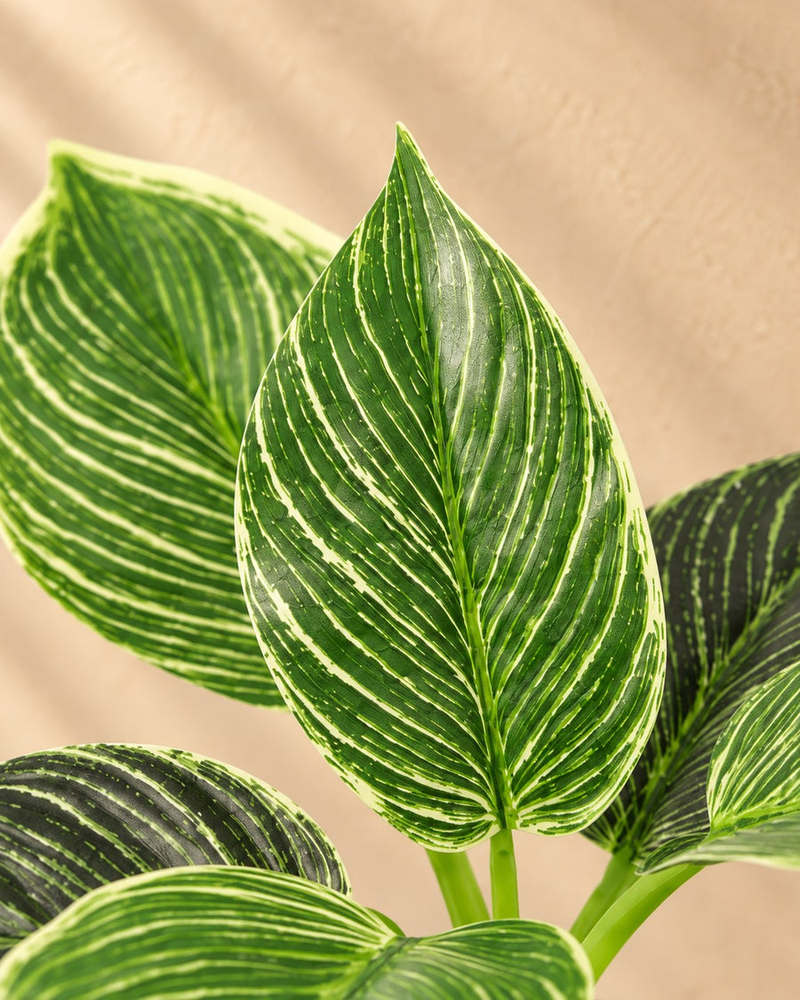 Philodendron 'Birkin' artificial 20cm - ø9
