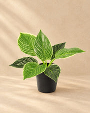 Philodendron 'Birkin' artificial, 20 cm de altura en maceta de 9 cm