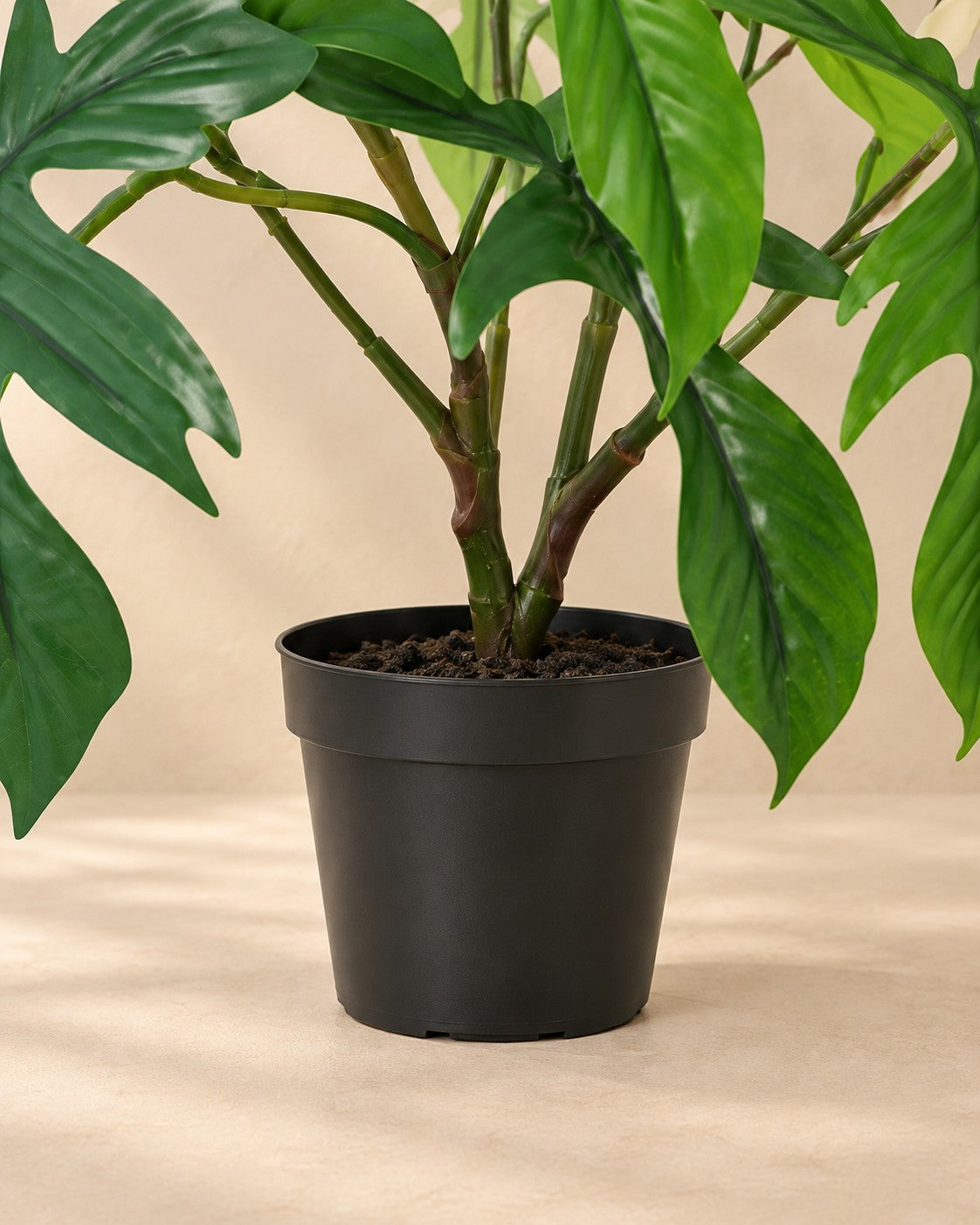 Unterer Teil der Kunstpflanze Philodendron Florida (Philodendron 'Florida') mit dem Topf