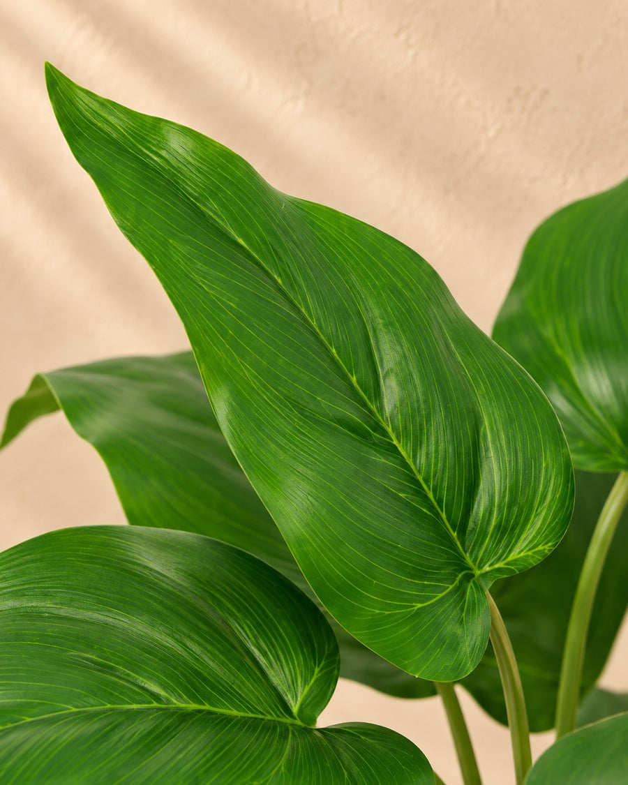 Plante artificielle Philodendron Vert Impérial 25cm - ø9