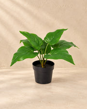Plante artificielle Philodendron Vert Impérial (Philodendron 'Imperial Green'), 25 cm de haut en pot de 9 cm