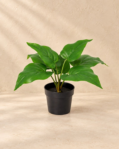 Plante artificielle Philodendron Vert Impérial (Philodendron 'Imperial Green'), 25 cm de haut en pot de 9 cm