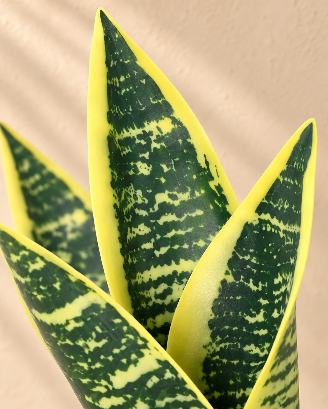 Close-up van het blad van de Kunstplant Sansevieria Laurentii (Sansevieria trifasciata 'Laurentii')