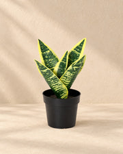 Kunstplant Sansevieria Laurentii (Sansevieria trifasciata 'Laurentii') van 21 cm hoog in pot van 9 cm