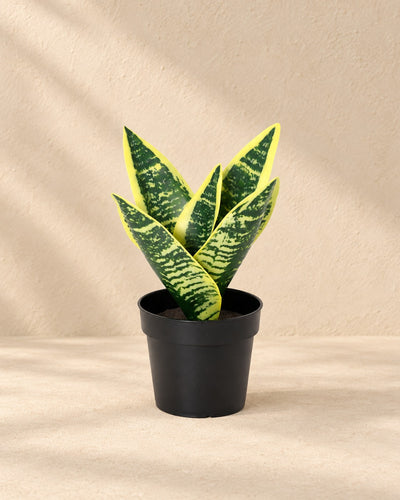 Kunstplant Sansevieria Laurentii (Sansevieria trifasciata 'Laurentii') van 21 cm hoog in pot van 9 cm