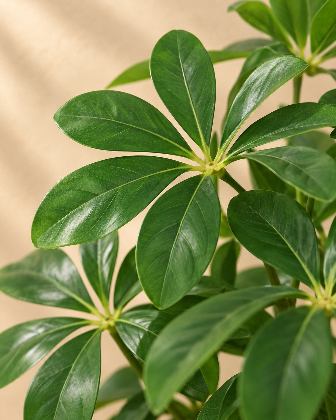 Close-up van het blad van de Kunstplant Schefflera Arboricola
