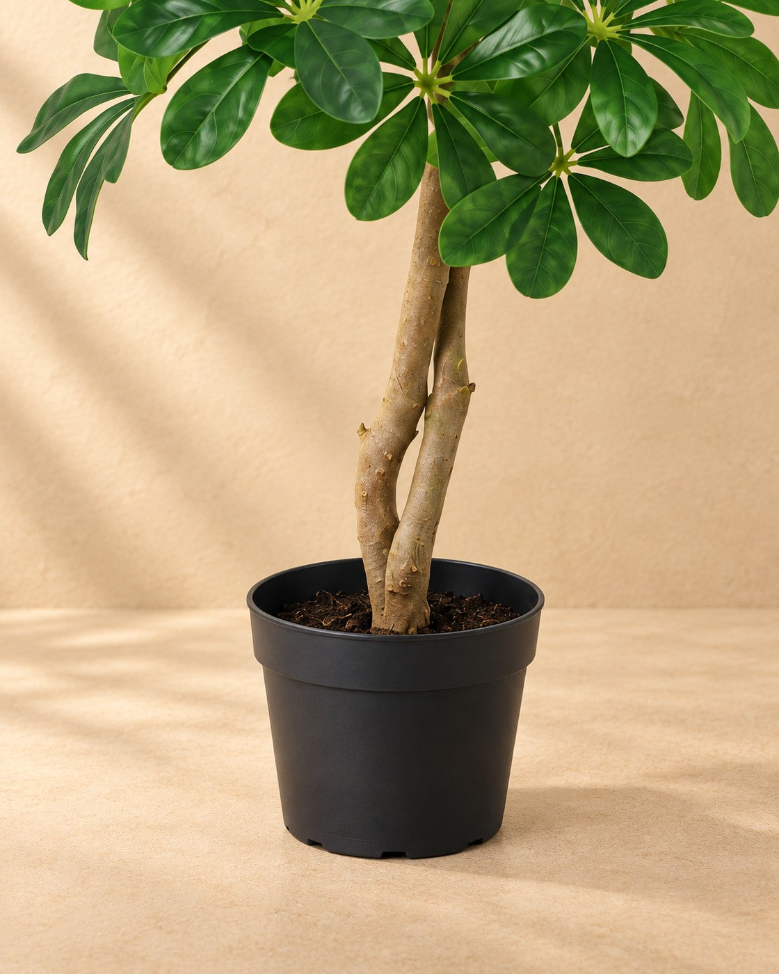 Unterer Teil der Kunstpflanze Schefflera Arboricola mit dem Topf