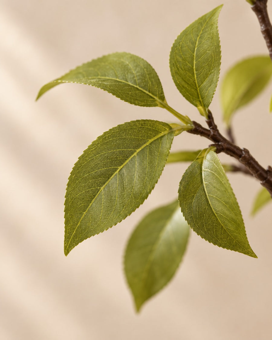 Konstväxt prydnadskörsbär (Prunus) 135 cm hög, kruka ø15 cm