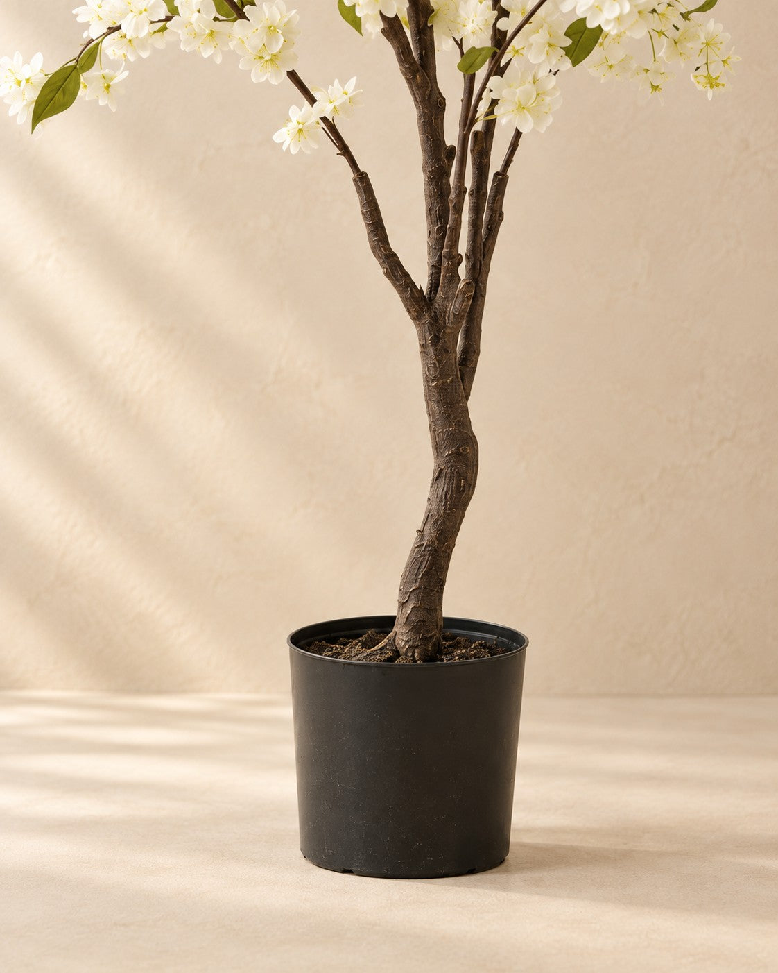 Nedre delen av Konstväxt prydnadskörsbär (Prunus sp.) med krukan