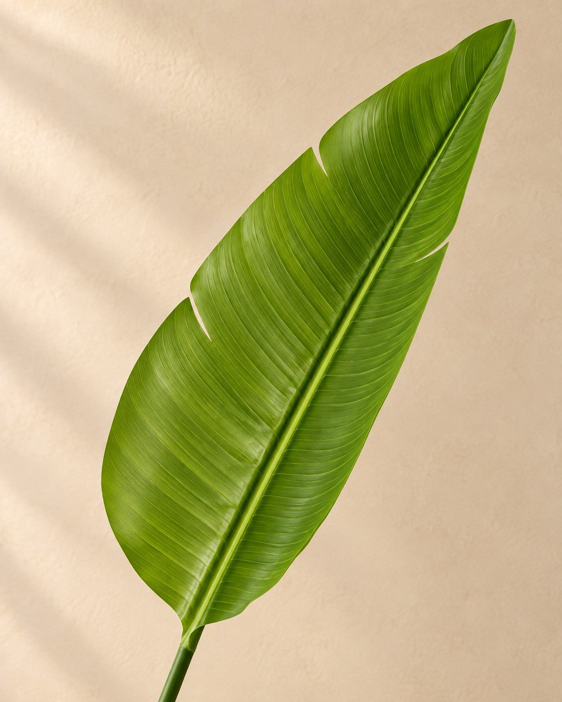 Nærbillede af bladene på Kunstig plante Strelitzia nicolai