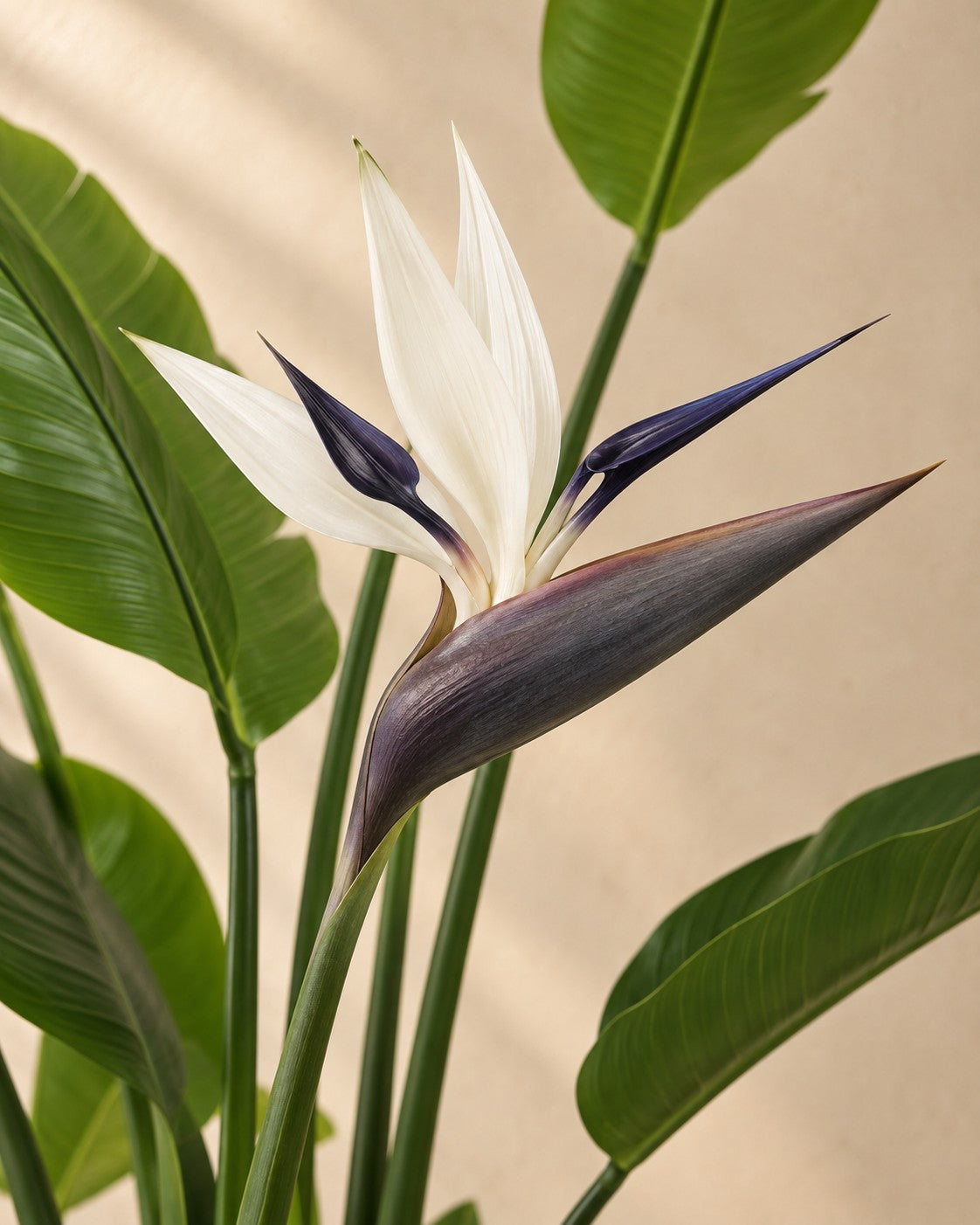 Bloem van de Kunstplant Strelitzia nicolai