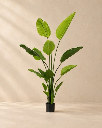 Kunstig plante Strelitzia nicolai, 150 cm høj i en 12 cm potte
