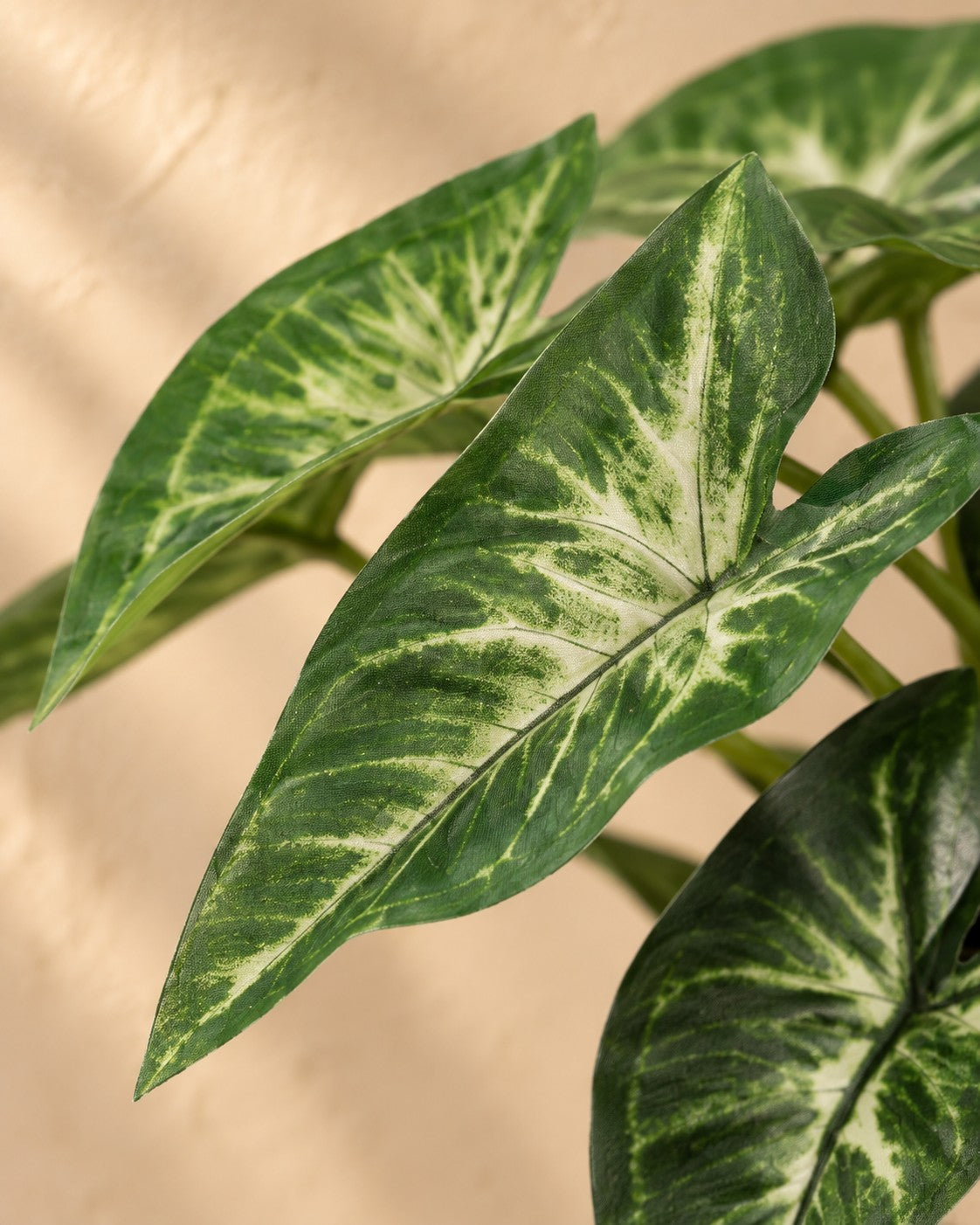 Close-up van het blad van de Kunstplant Syngonium (Syngonium podophyllum)