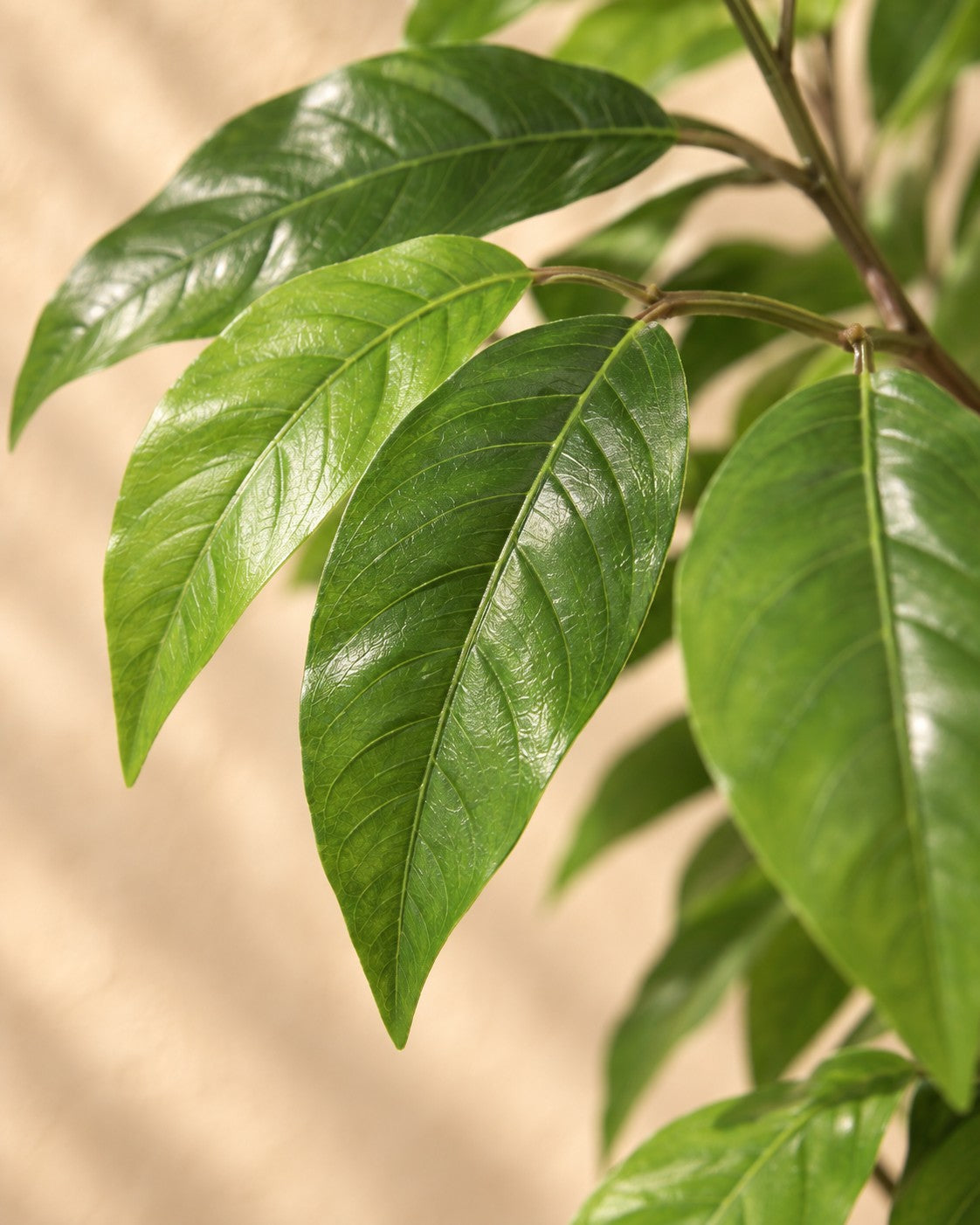 Close-up van het blad van de Kunstplant Tropische plant inclusief witte pot