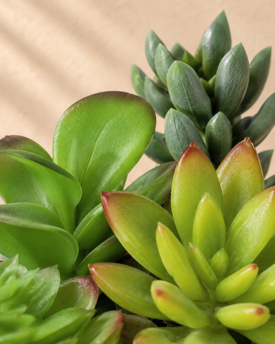 Artificial plant Succulent including white pot 19 cm - ø13