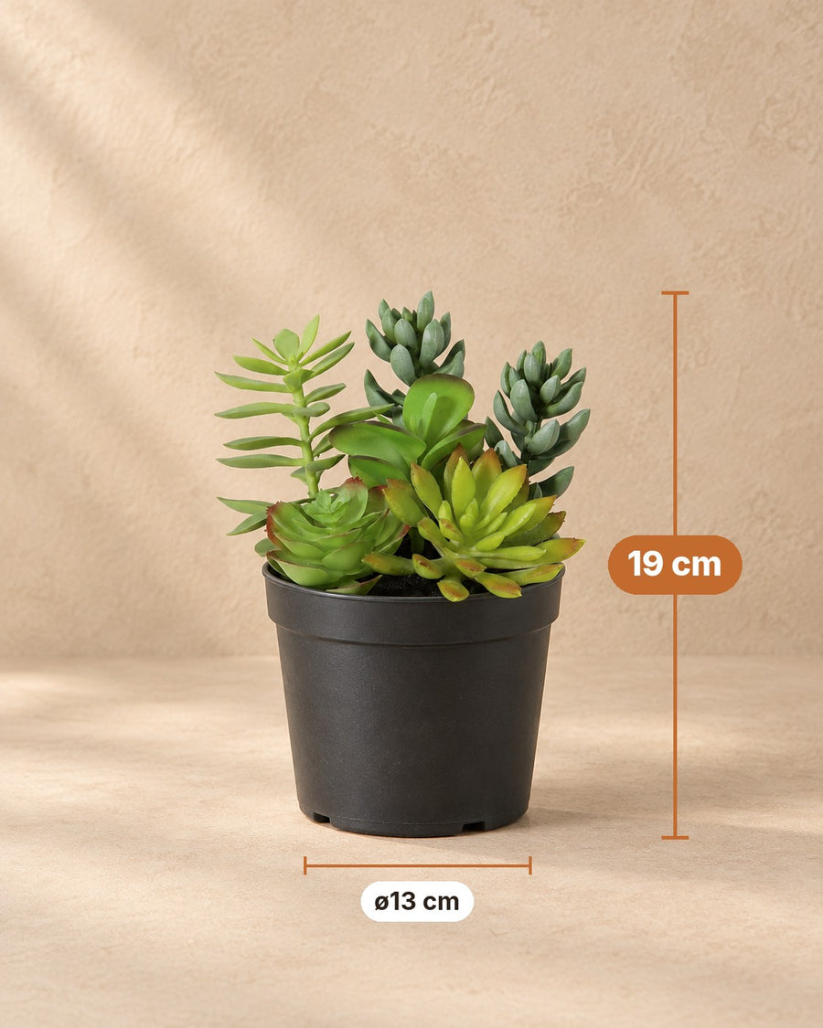 Artificial plant Succulent including white pot 19 cm - ø13