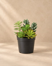 Artificial plant Succulent including white pot, 19 cm tall in a 13 cm pot
