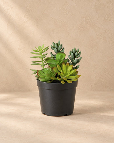Artificial plant Succulent including white pot, 19 cm tall in a 13 cm pot