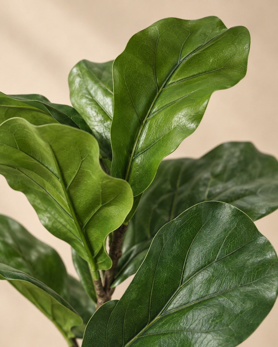 Close-up van het blad van de Kunstplant vioolbladplant (Ficus lyrata)