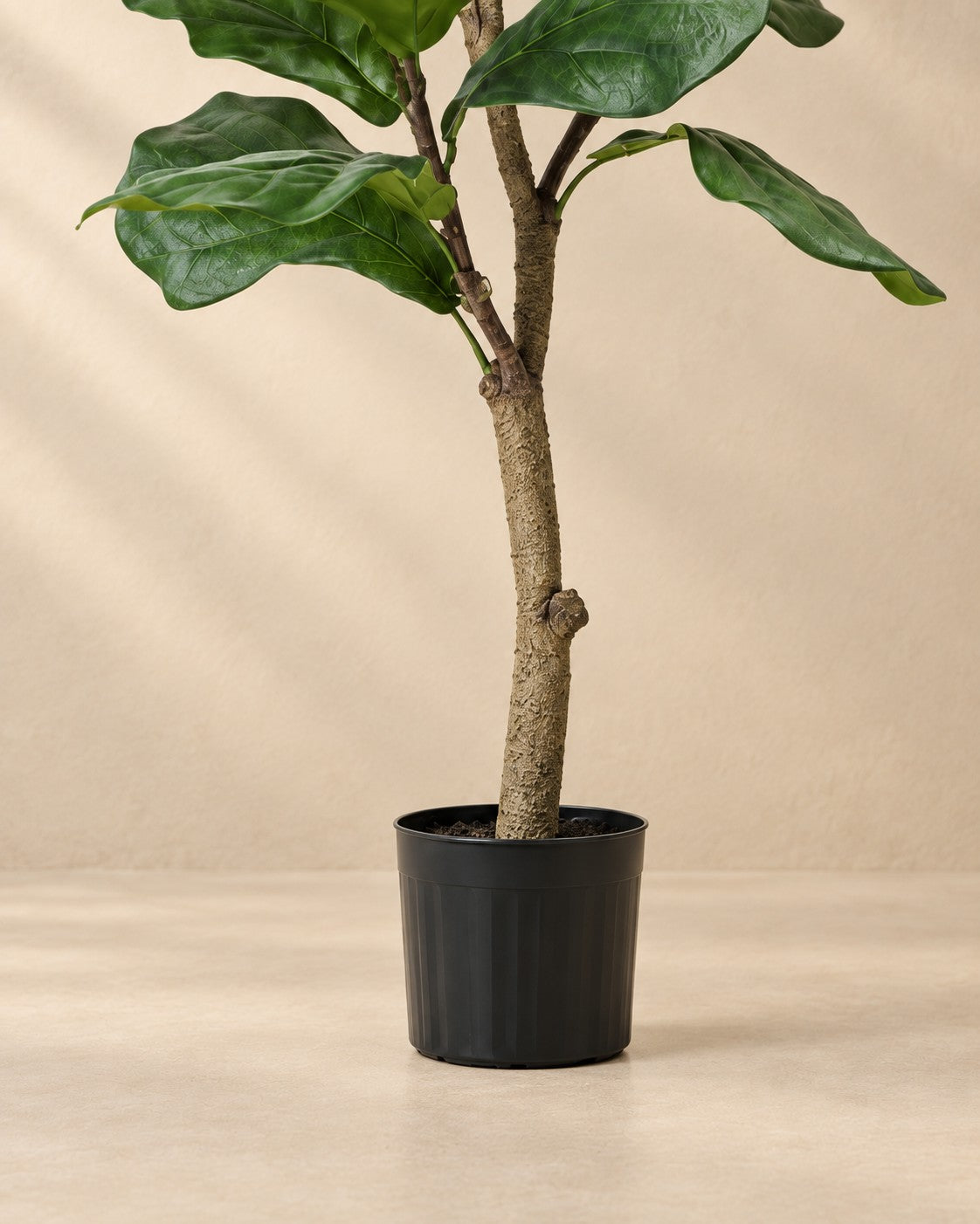Nedre delen av Konstväxt fiolfikus (Ficus lyrata) med krukan
