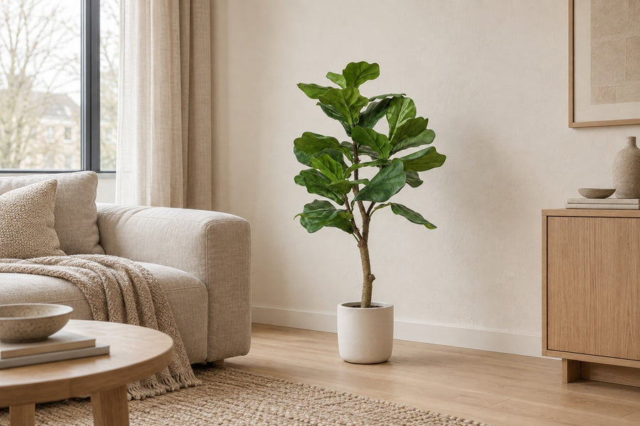 Konstväxt fiolfikus (Ficus lyrata) 90 cm hög, kruka ø12 cm