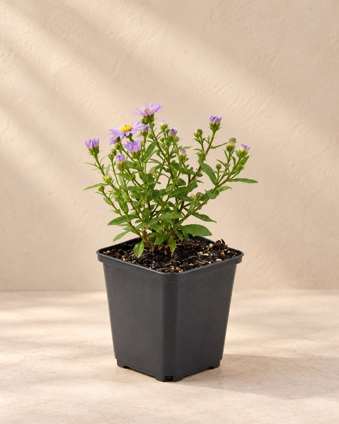 Aster nano 'Prof. Anton Kippenberg' in vaso di coltivazione